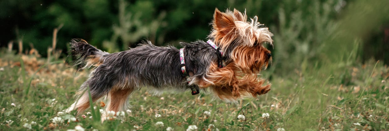 A yorkie leaping through the air.