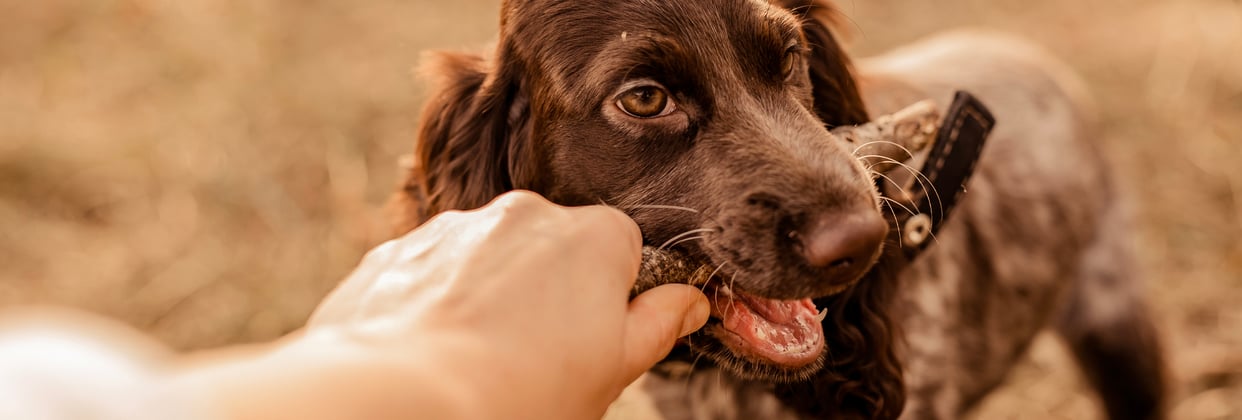 A Sprocker Spaniel playing with a branch