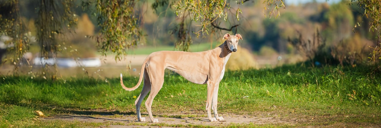 A greyhound stood on the ground.