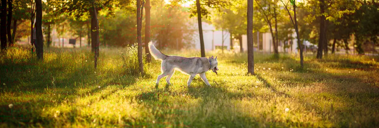 A siberian husky at dusk walking across a field.