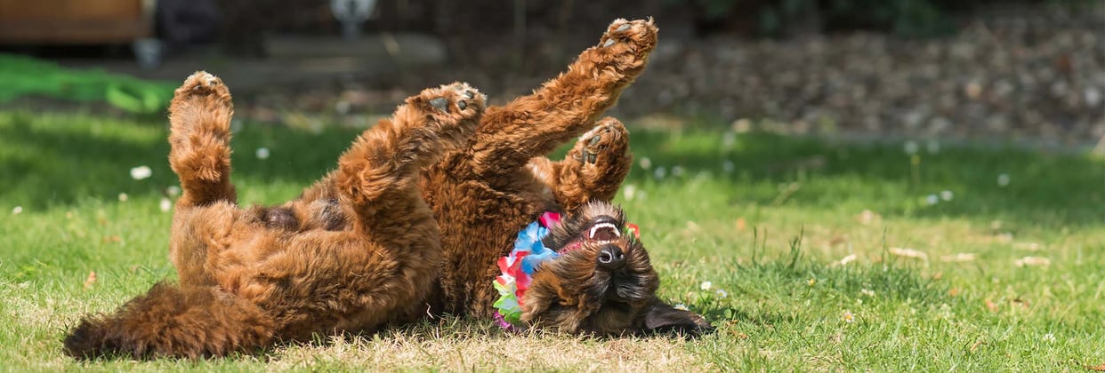 A brown cockapoo rolling on its back 
