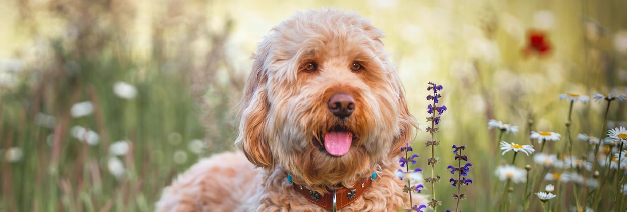 A goldendoodle surrounded by flowers in a field.