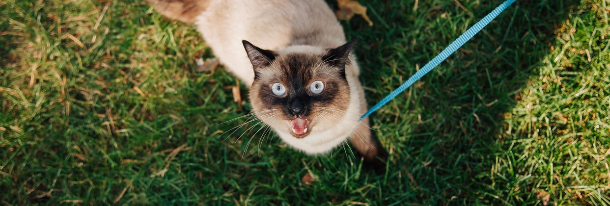 A Siamese cat on a blue lead standing on grass and looking upwards.