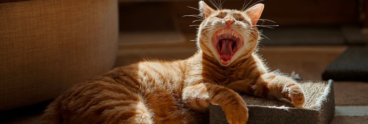 A tabby cat yawning with its mouth open wide.