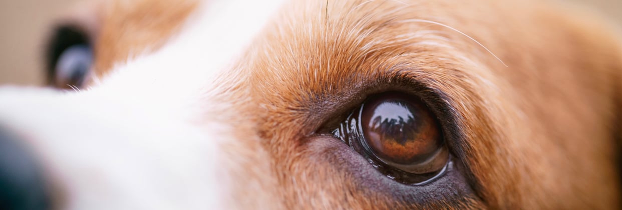 Close up of Beagles eyes