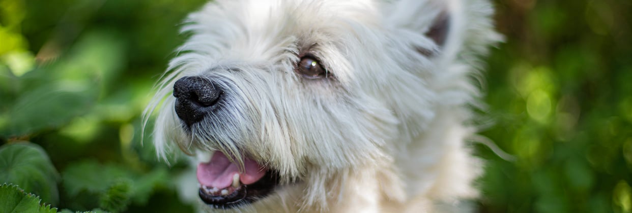 Westie smiling in a forest