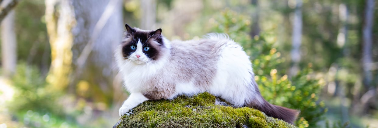 A ragdoll cat laying on a mossy rock.