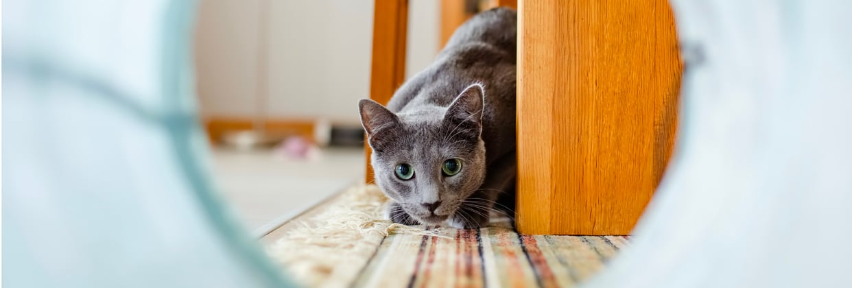 A russian blue looking through a play tunnel.