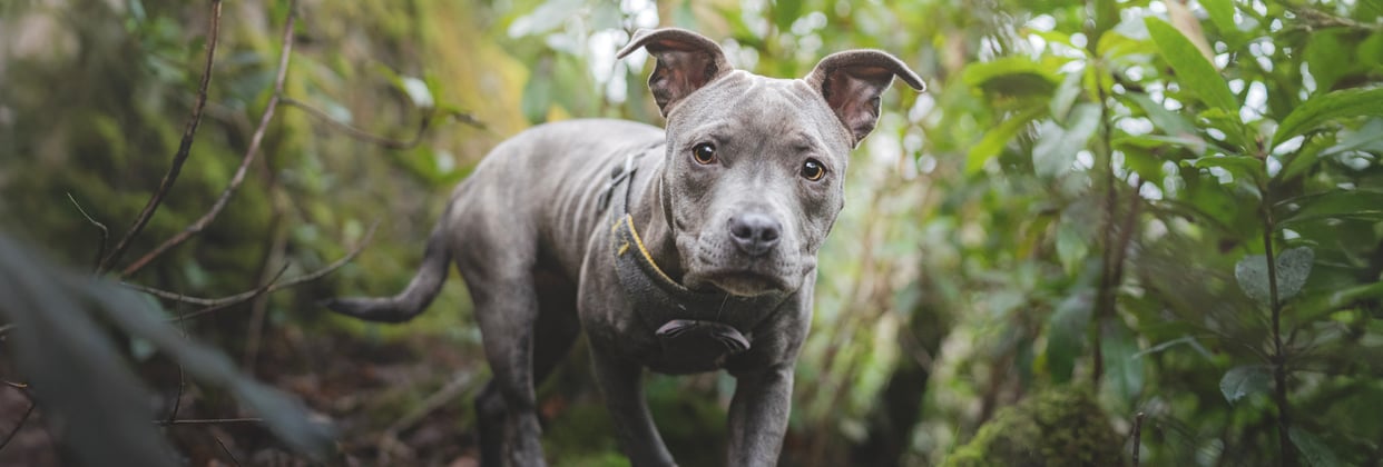 A blue staffordshire bull terrier walking among tall plants.