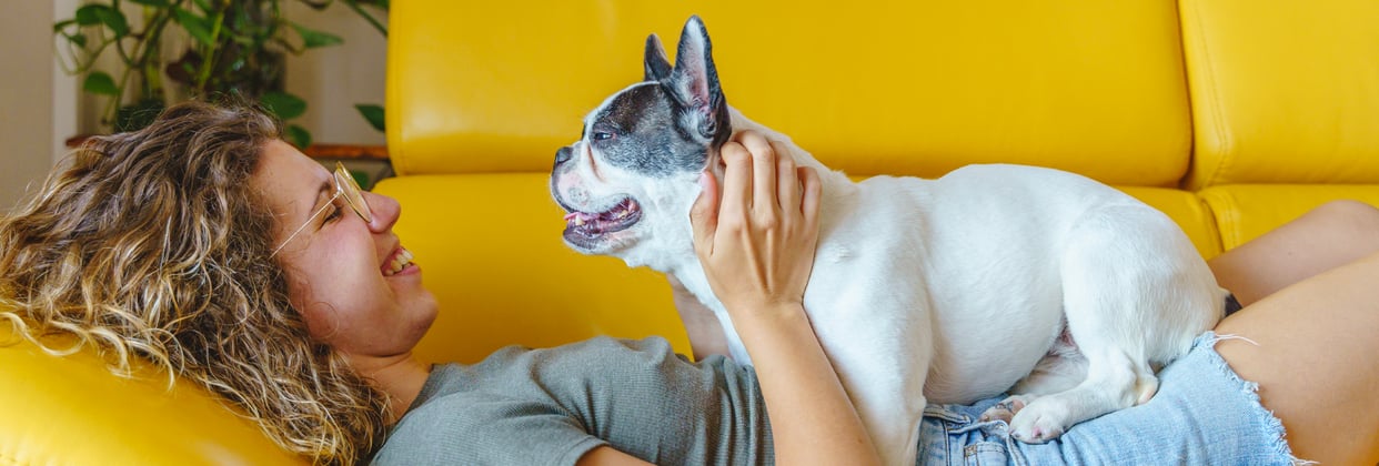 white french bulldog lying on owner who is lying on a yellow couch