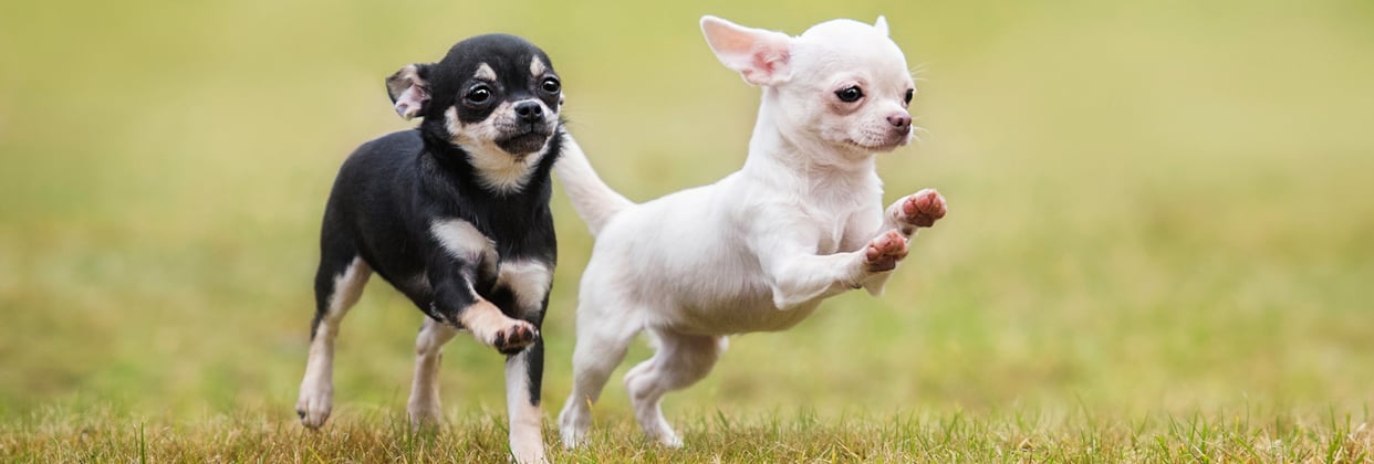 A black and tan Chihuahua chasing a white Chihuahua