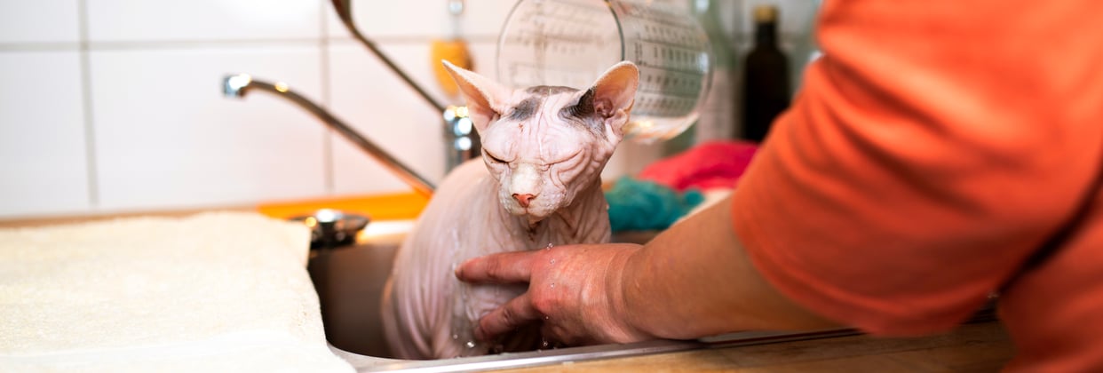 A sphynx cat being given a bath in the sink.