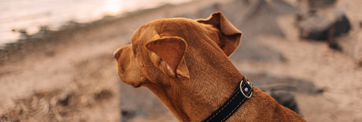 A hungarian vizsla looking out across a beach at the sea.