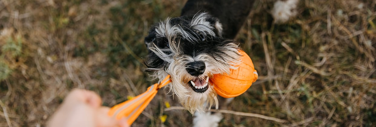 Miniature Schnauzer with an orange toy in mouth