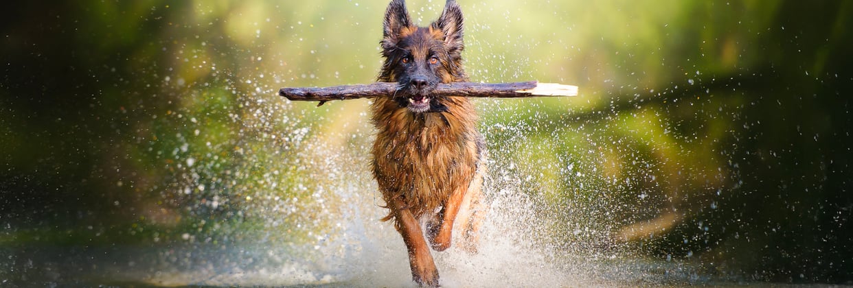 A german shepherd running through water with a large stick in its mouth.