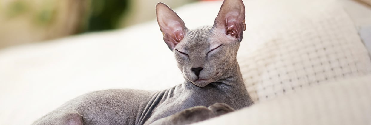 A sphynx laying on a soft blanket.