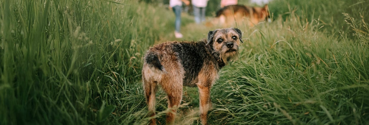 A border terrier looking back at the camera surrounded by long grass.