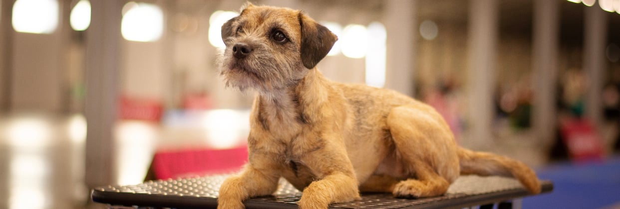 A border terrier on a groomers table.