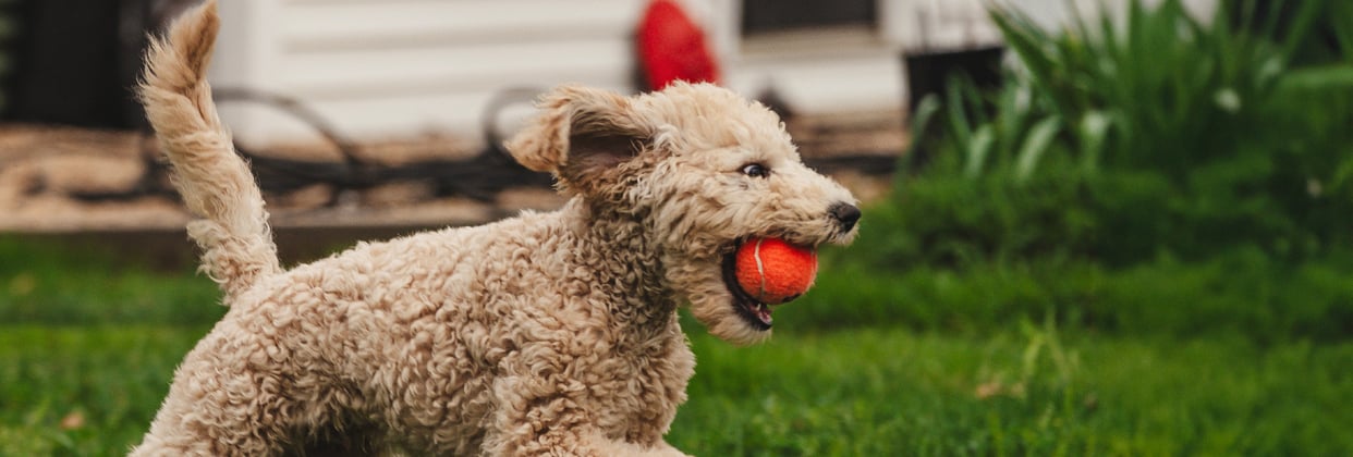 A goldendoodle running across the grass with a red ball in its mouth.