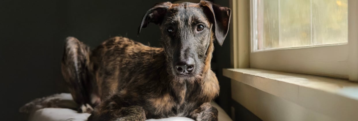 A brown Lurcher laying down.