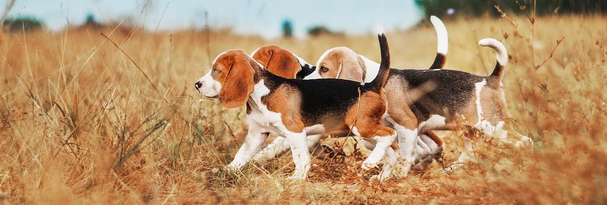 Three beagle puppies walking together through a dry grass field