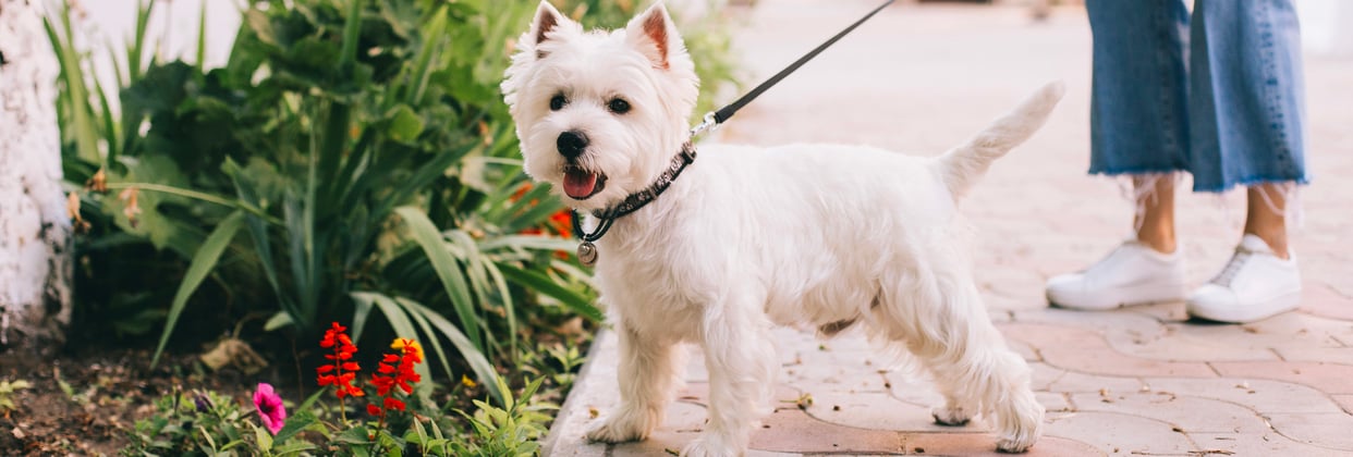 West Highland Terrier on a lead next to some flowers