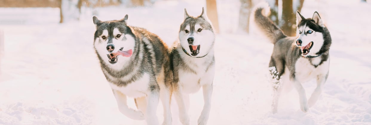 A group of siberian huskies running through snow.