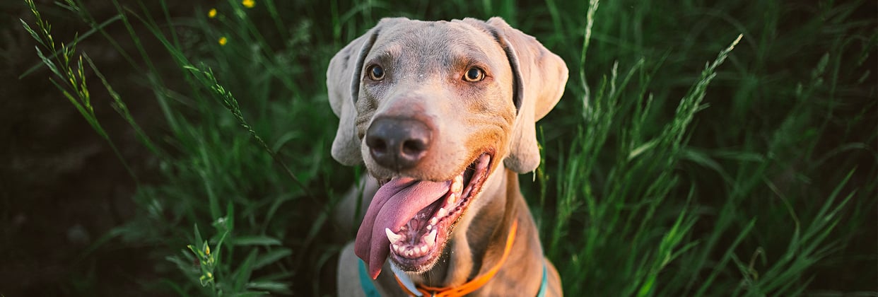 A weimaraner with its tongue out sitting between tall grass.