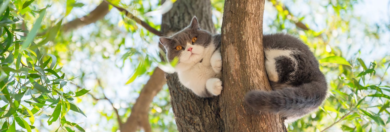 A british shorthair in a tree looking down at the camera.