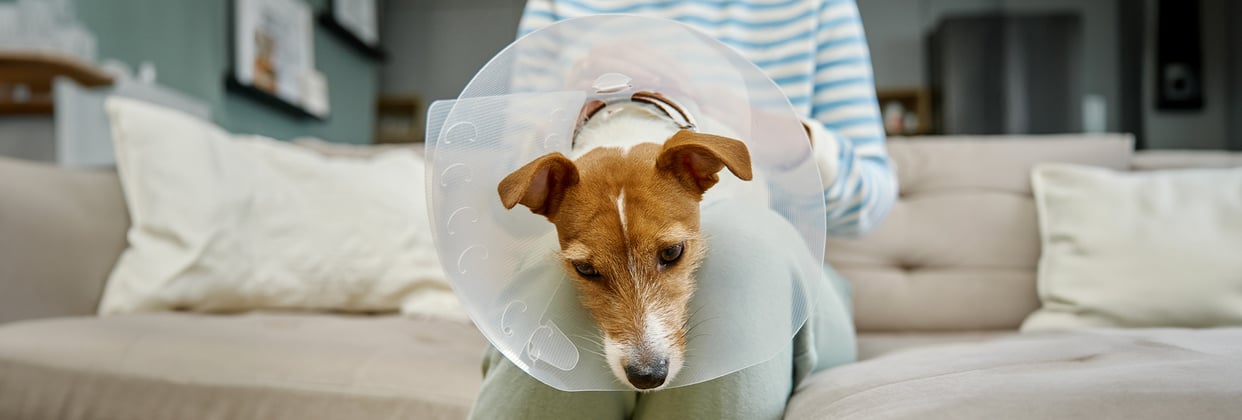 A Jack Russell Terrier wearing a medical cone and looking sad sat on their owner's lap
