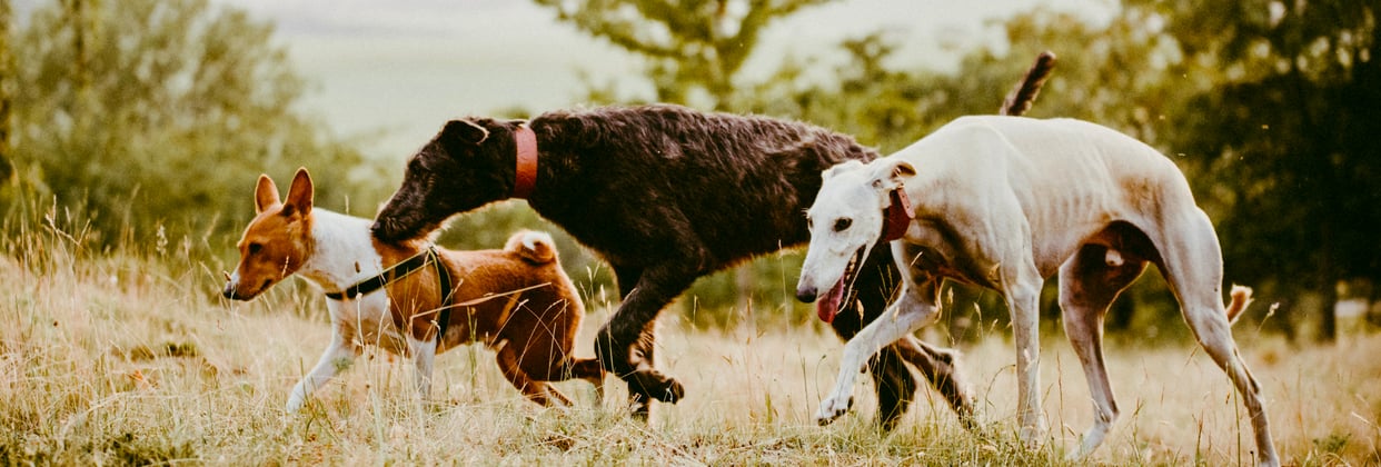 A pack of dogs running through grass.