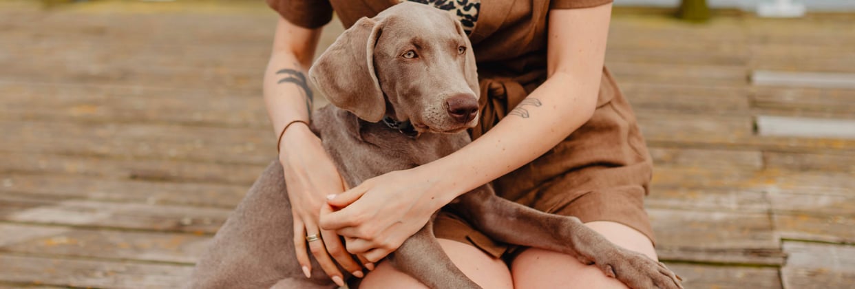 A woman holding her weimaraner on her lap.