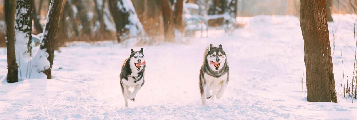 Two huskies running across snow together.
