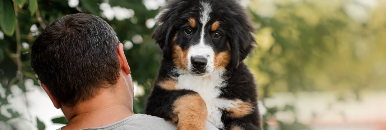 A man carrying a BMD puppy over his shoulder.