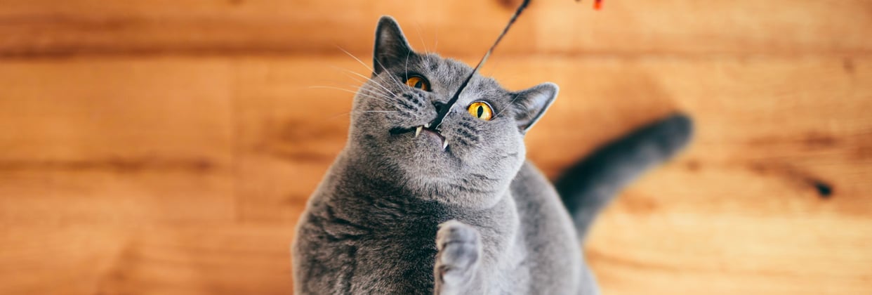 A british blue chewing on the end of a toy wand.