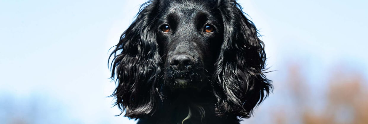 A black Cocker Spaniel looking at the camera.