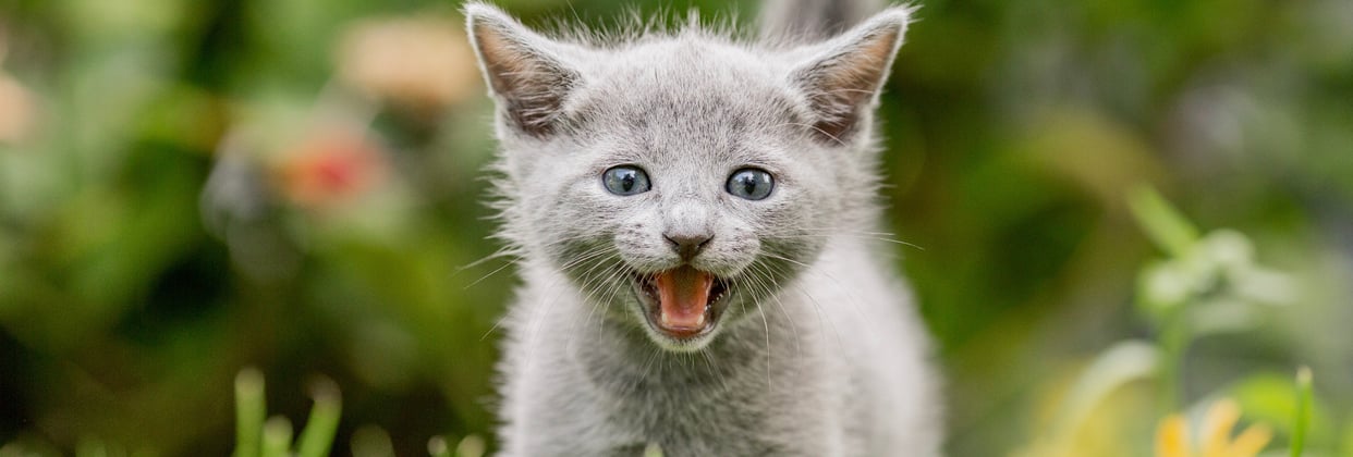 A russian blue kitten outside in the grass.