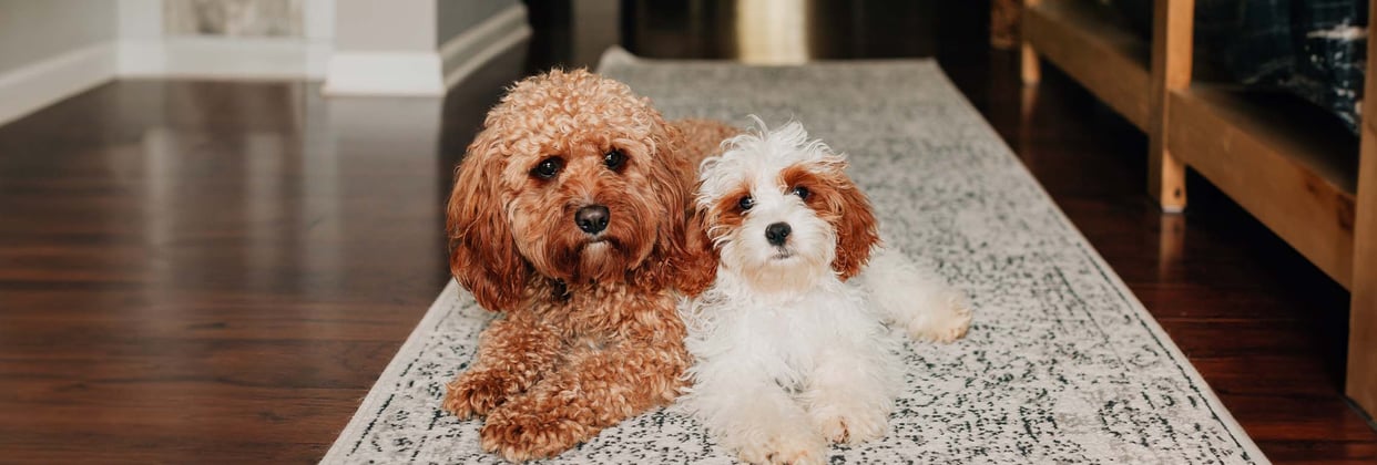 Two Cavapoos laying next to each other on a rug