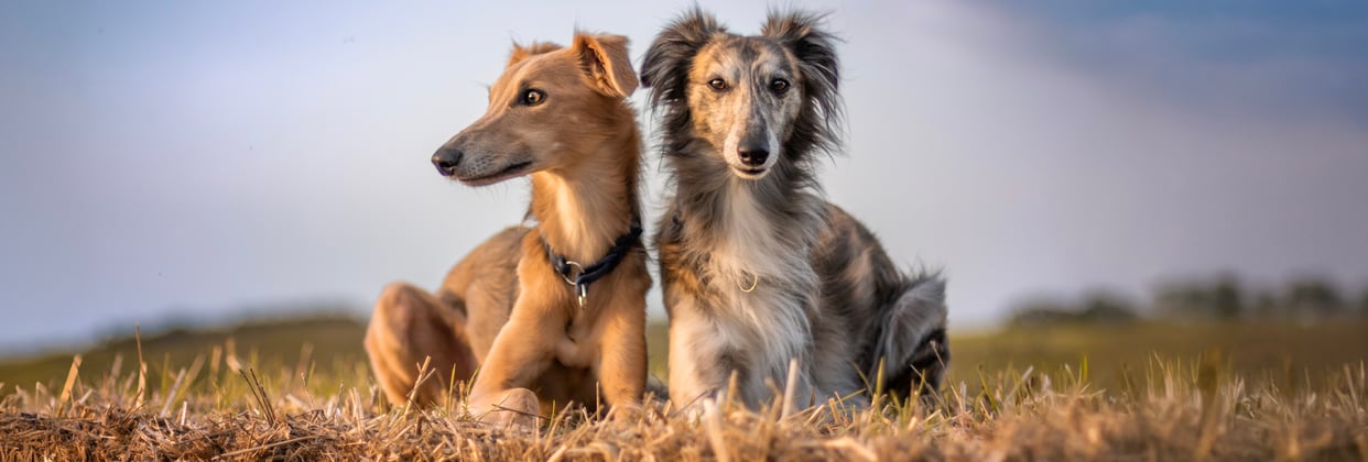 Two Lurcher's sitting in a field.