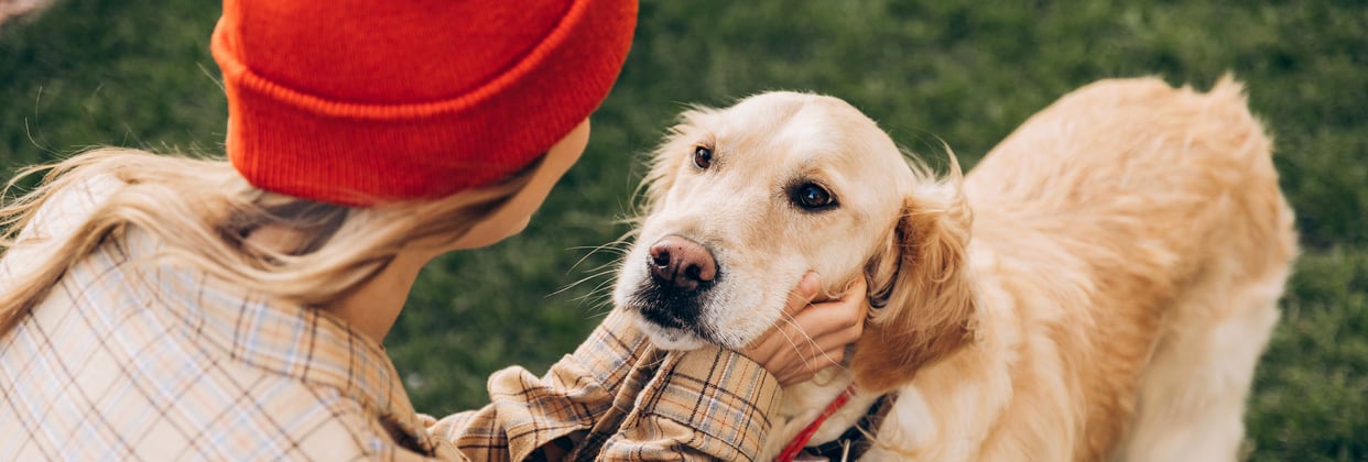 A golden retriever having it's face cradled by it's owner.