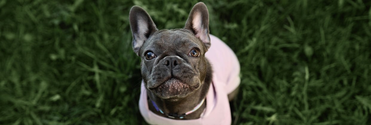 French bulldog in a pink coat sitting on grass