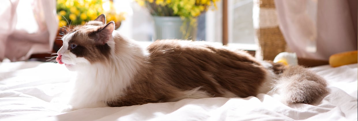 A ragdoll cat licking his lips whilst laying on a bed.
