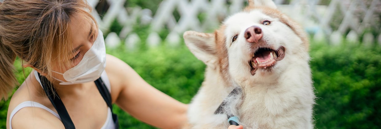 A siberian husky being brushed.