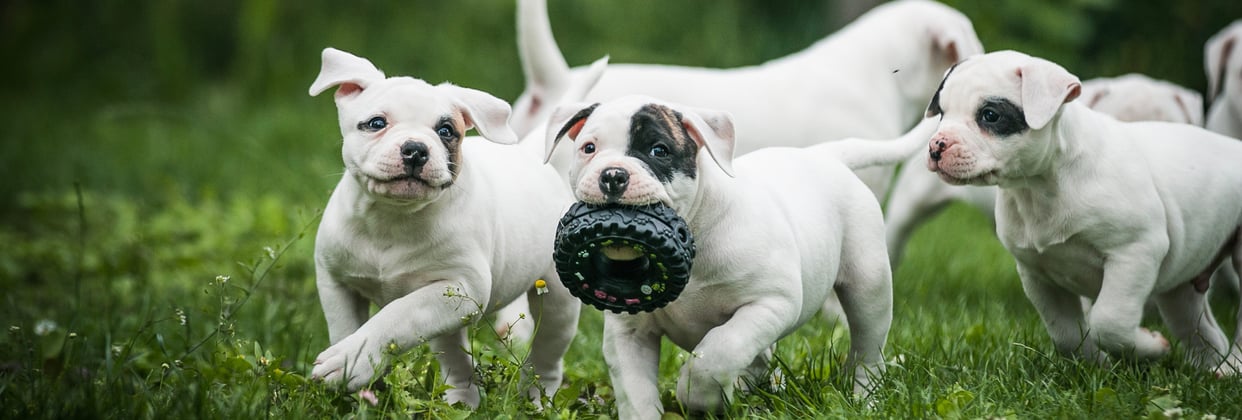 American bulldog puppies playing with a toy tyre.