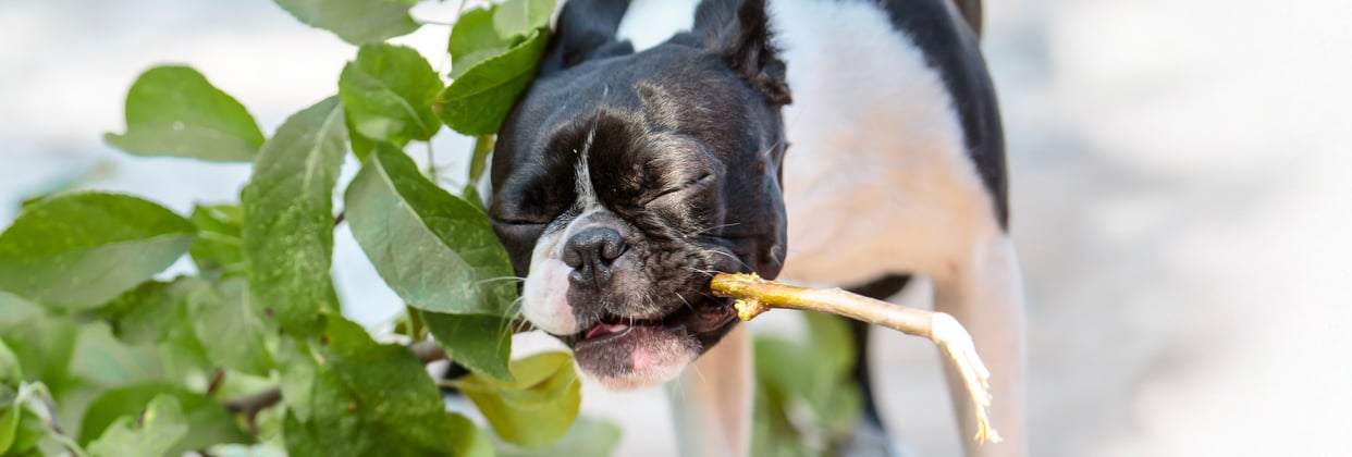 A boston terrier carrying a big stick with leaves on it.