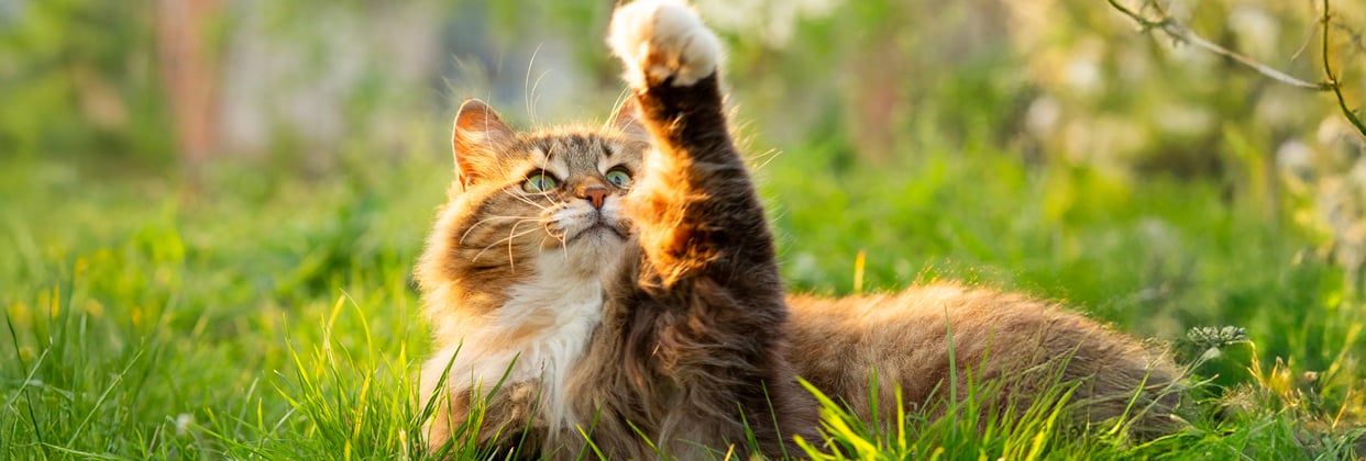 A siberian cat pawing the air.