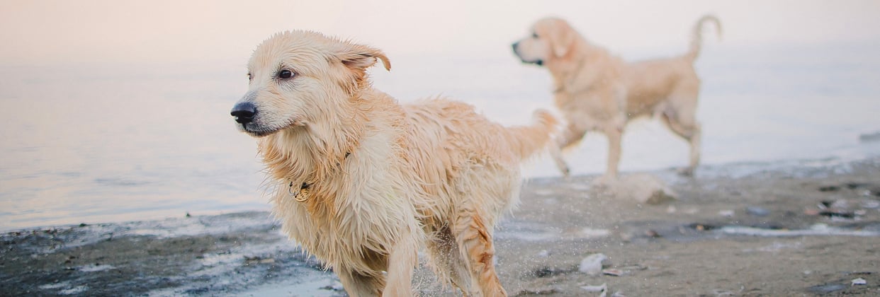 Two golden retrievers running along the edge of a beach.