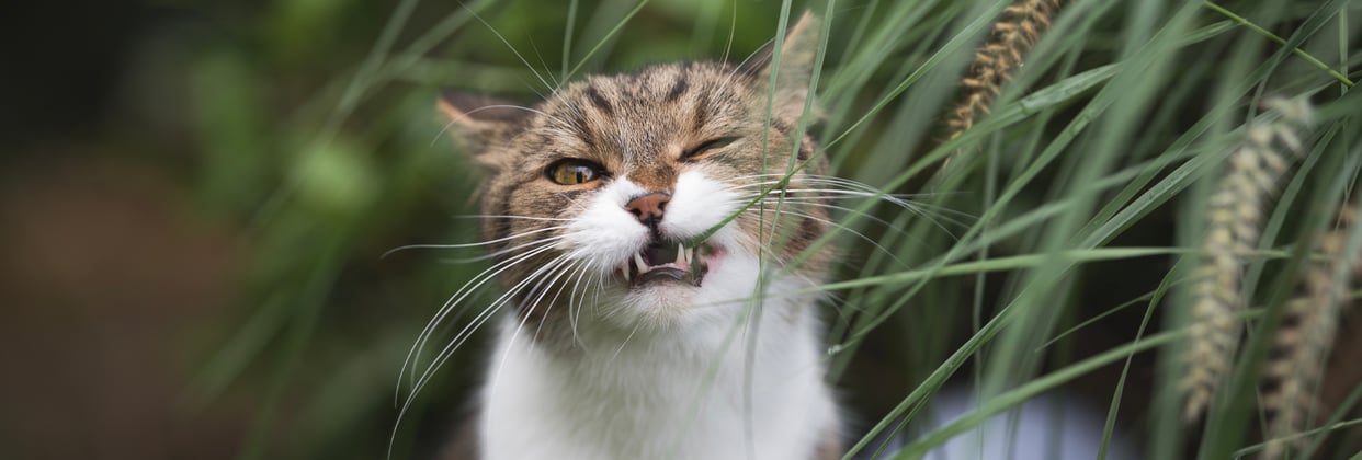 A tabby cat chewing on a blade of grass.