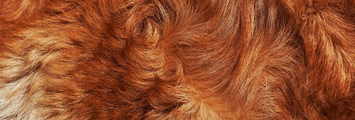 Closeup of a dog's fure