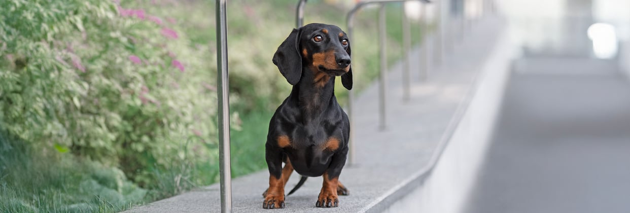 A miniature dachshund walking along the edge of a railing.